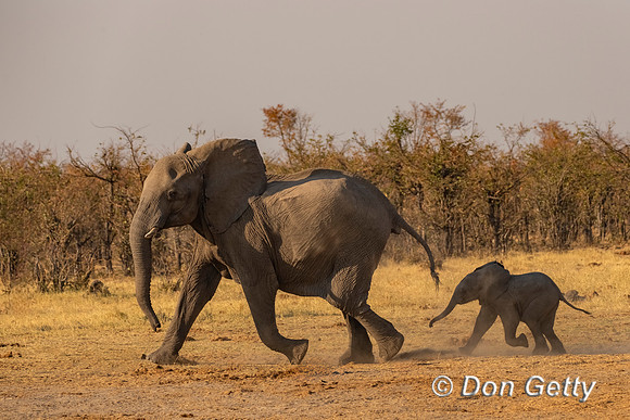 Elephant