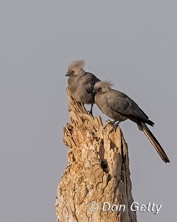 Grey Go-away-bird