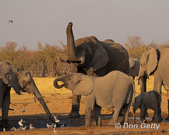 Elephant