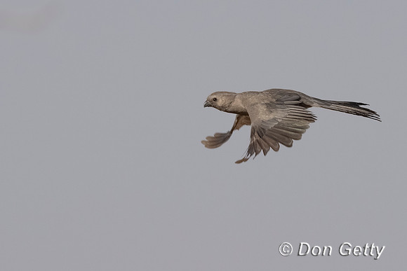 Grey Go-away-bird