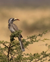 African Grey Hornbill