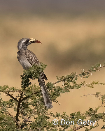 African Grey Hornbill