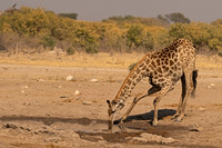 Southern Giraffe