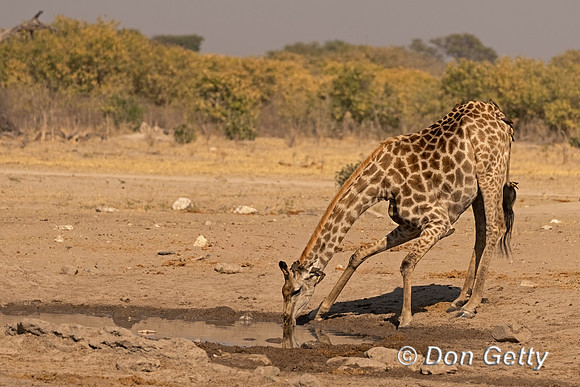 Southern Giraffe