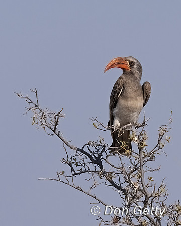 Bradfield's Hornbill