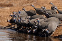 Helmeted Guineafowl