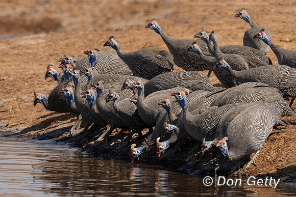 Helmeted Guineafowl
