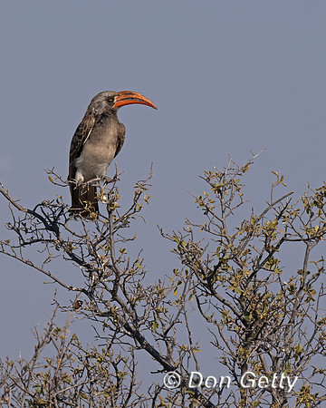 Bradfield's Hornbill