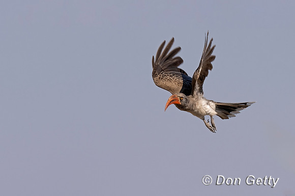 Bradfield's Hornbill