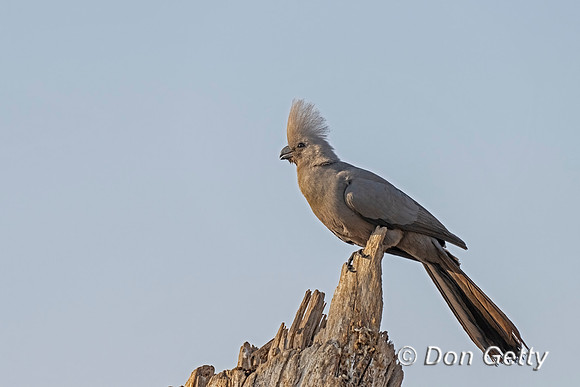 Grey Go-away-bird