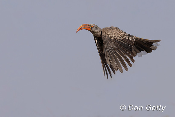 Bradfield's Hornbill