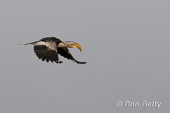 Southern Yellow-billed Hornbill