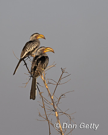 Southern Yellow-billed Hornbill