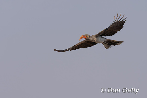 Bradfield's Hornbill