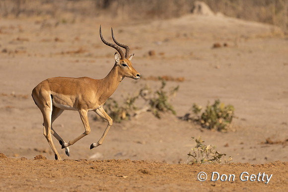 Impala