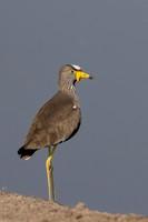 African Wattled Lapwing,