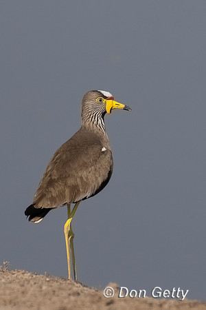 African Wattled Lapwing,