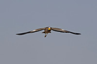 African Wattled Lapwing,