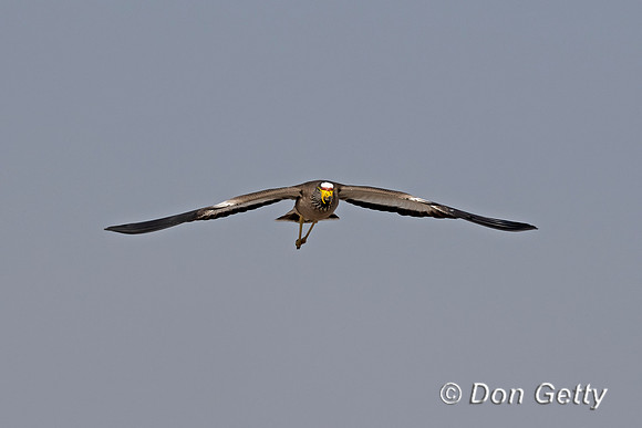 African Wattled Lapwing,