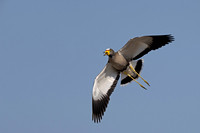 African Wattled Lapwing,