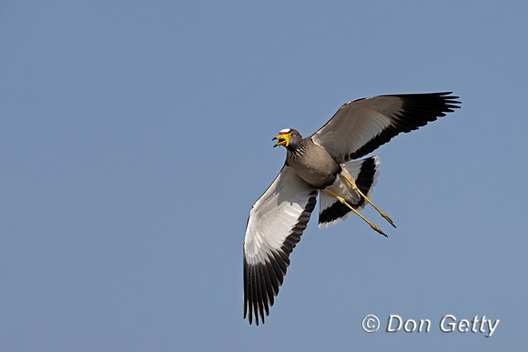 African Wattled Lapwing,