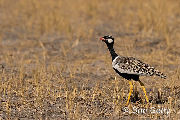 Korhaan_NB_DSC05035