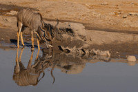 Greater Kudu