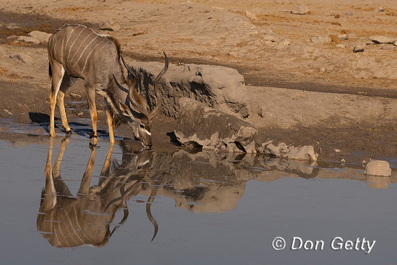 Greater Kudu
