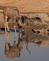 Greater Kudu