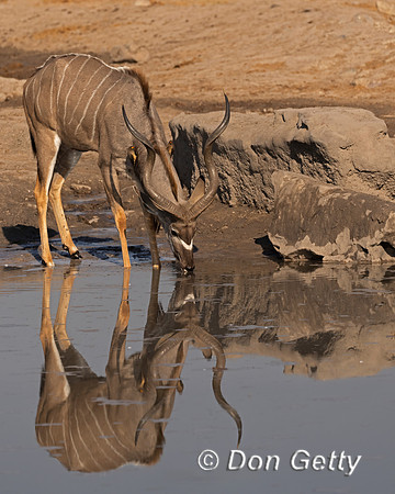 Greater Kudu