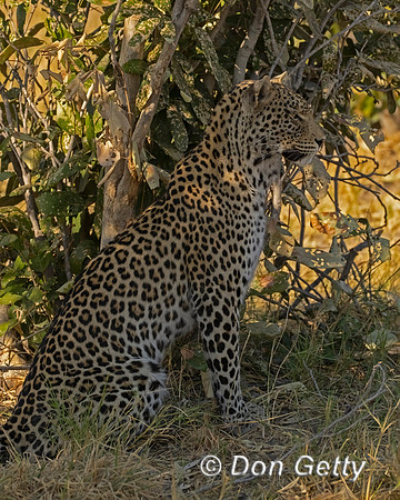 Leopard