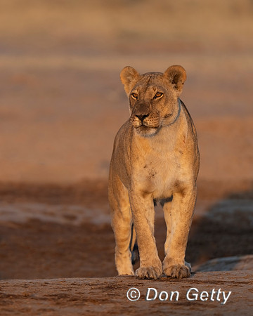 Lion