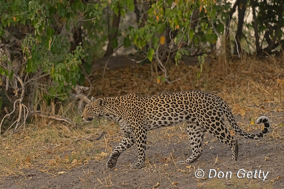 Leopard