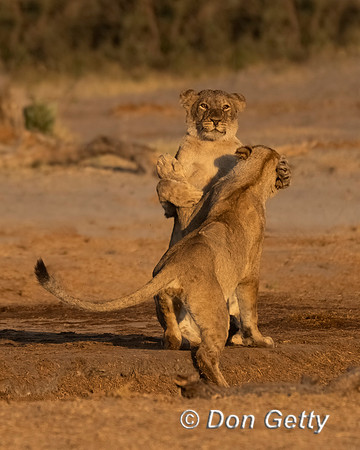 Lion