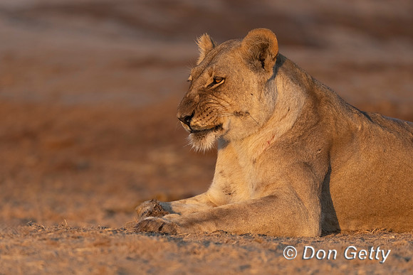 Lion