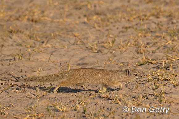 Yellow Mongoose