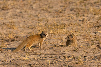 Mongoose, Yellow