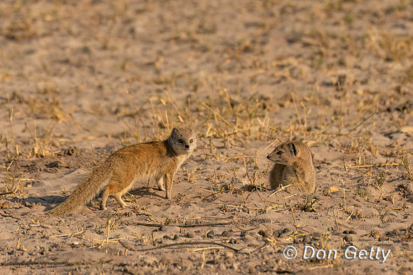 Yellow Mongoose