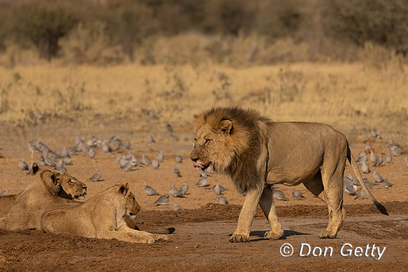 Lion