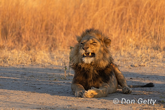 Lion