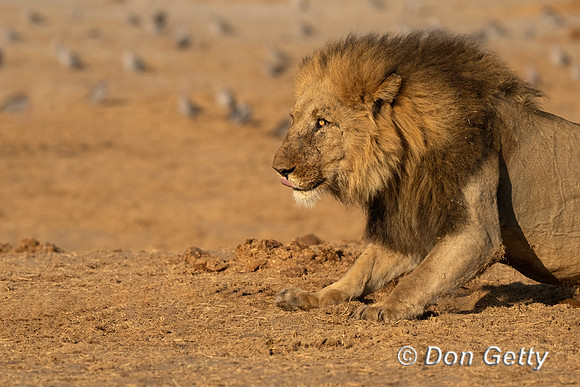 Lion