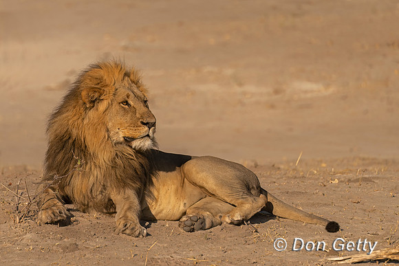 Lion
