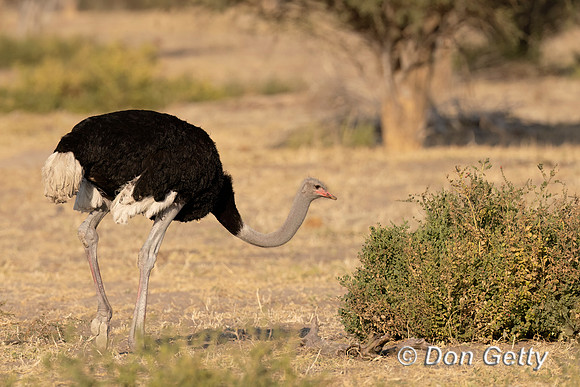 Ostrich