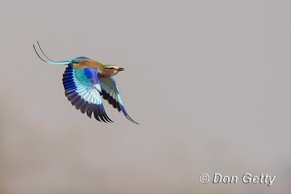 Lilac-breasted Roller