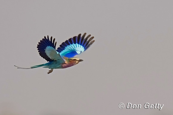 Lilac-breasted Roller