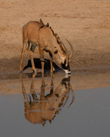 Roan Antelope