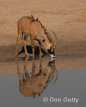 Roan Antelope