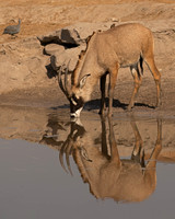 Roan Antelope