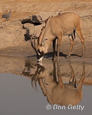 Roan Antelope