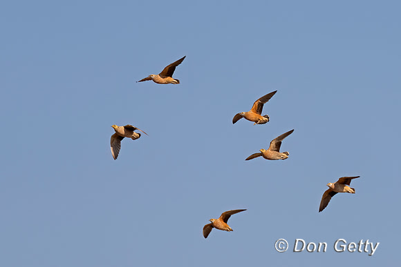 Burchell's Sandgrouse